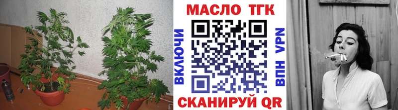 Купить закладки  Шахунья  ТГК жижа 