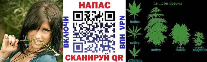 Купить  Шахунья  Бошки Шишки Ganja 
